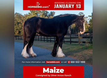 Shire Horse, Mare, 11 years, 17 hh, Black