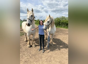 Shire Horse, Mare, 11 years, 17 hh, Gray