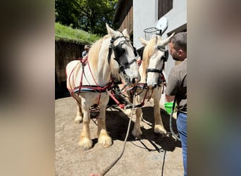 Shire Horse, Mare, 11 years, 17 hh, Gray
