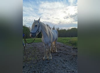 Shire Horse, Mare, 11 years, 17,2 hh, Grey