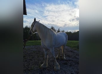 Shire Horse, Mare, 11 years, 17,2 hh, Grey