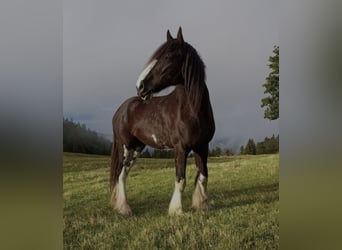 Shire Horse, Mare, 11 years, 18.1 hh, Black