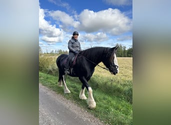 Shire Horse, Mare, 11 years, 18 hh, Black