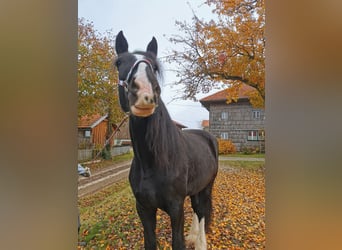 Shire Horse, Mare, 11 years, 18 hh, Black