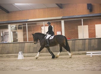 Shire Horse, Mare, 11 years, 18 hh, Brown