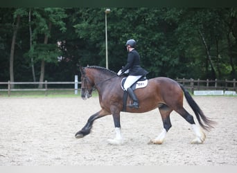 Shire Horse, Mare, 11 years, 18 hh, Brown