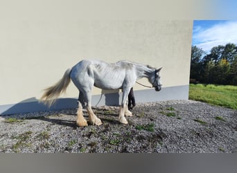 Shire Horse, Mare, 11 years, 18,1 hh, Grey