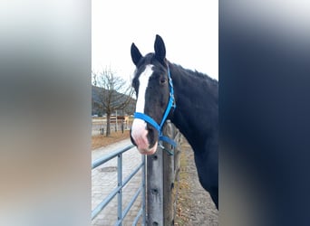 Shire Horse, Mare, 11 years, 18,2 hh, Bay-Dark