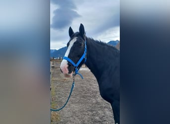 Shire Horse, Mare, 11 years, 18,2 hh, Bay-Dark