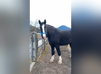 Shire Horse, Mare, 11 years, 18,2 hh, Bay-Dark