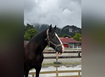 Shire Horse, Mare, 11 years, 18,2 hh, Bay-Dark