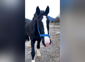 Shire Horse, Mare, 11 years, 18,2 hh, Bay-Dark