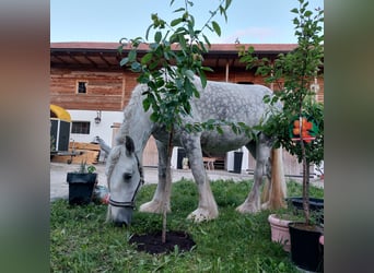 Shire Horse, Mare, 12 years, 17.1 hh, Grey
