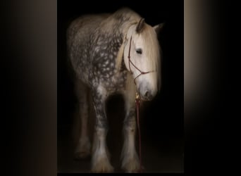 Shire Horse, Mare, 12 years, 17,1 hh, Grey