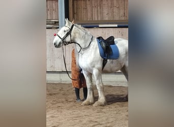 Shire Horse, Mare, 12 years, 17,1 hh, Grey