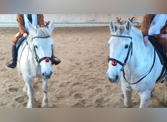 Shire Horse, Mare, 12 years, 17,1 hh, Grey