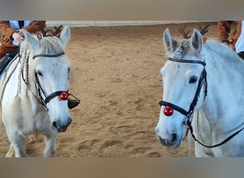 Shire Horse, Mare, 12 years, 17,1 hh, Grey