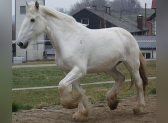 Shire Horse, Mare, 12 years, 17,2 hh, Grey