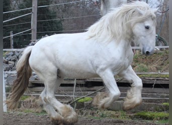 Shire Horse, Mare, 12 years, 17,2 hh, Grey