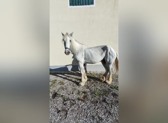 Shire Horse, Mare, 12 years, 18.1 hh, Grey