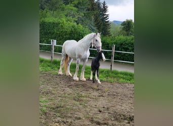 Shire Horse, Mare, 12 years, 18,1 hh, Grey