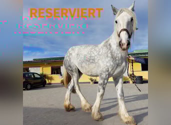 Shire Horse, Mare, 12 years, 18,1 hh, Grey