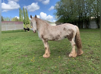 Shire Horse, Mare, 13 years, 16.2 hh, Gray