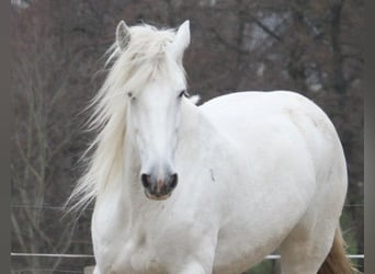 Shire Horse, Mare, 13 years, 17 hh, Grey