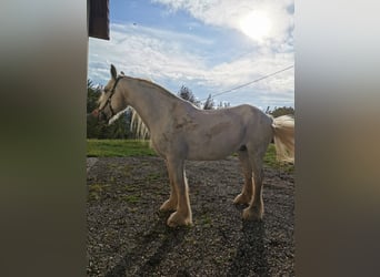 Shire Horse, Mare, 13 years, 17,1 hh, Grey