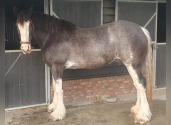 Shire Horse, Mare, 14 years, 17.1 hh, Black