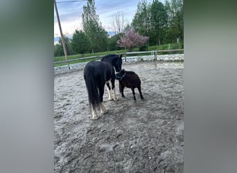 Shire Horse, Mare, 14 years, 17.2 hh, Black