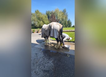 Shire Horse, Mare, 14 years, 17.2 hh, Black