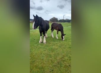 Shire Horse, Mare, 14 years, 17 hh, Black