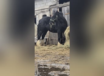 Shire Horse, Mare, 14 years, 17 hh, Black