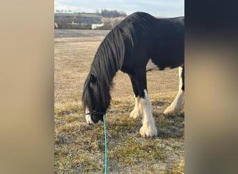 Shire Horse, Mare, 14 years, 17,2 hh, Black