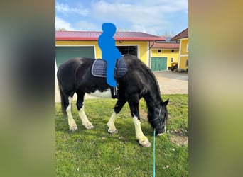 Shire Horse, Mare, 14 years, 17,2 hh, Black
