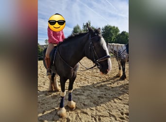 Shire Horse, Mare, 15 years, 17,1 hh, Bay-Dark