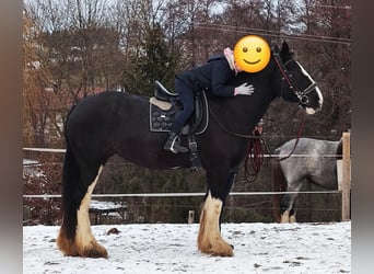 Shire Horse, Mare, 15 years, 17,1 hh, Bay-Dark