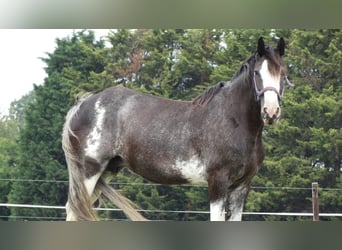 Shire Horse, Mare, 15 years, 17,1 hh, Black