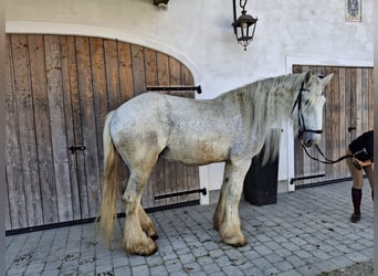 Shire Horse, Mare, 15 years, 17.2 hh, Grey
