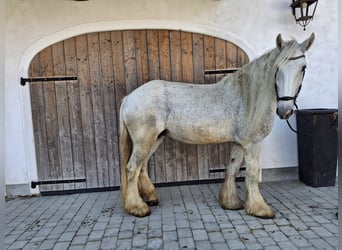 Shire Horse, Mare, 15 years, 17.2 hh, Grey