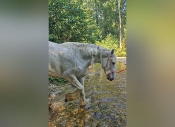 Shire Horse, Mare, 15 years, 17.2 hh, Grey