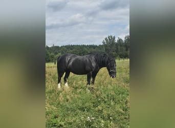 Shire Horse, Mare, 15 years, 17 hh, Black