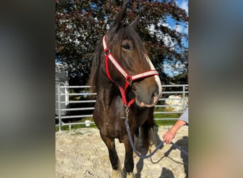 Shire Horse, Mare, 15 years, 17,1 hh, Bay-Dark