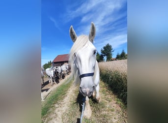 Shire Horse, Mare, 15 years, 17,1 hh, Grey