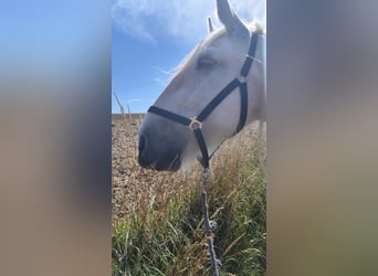 Shire Horse, Mare, 15 years, 17,1 hh, Grey