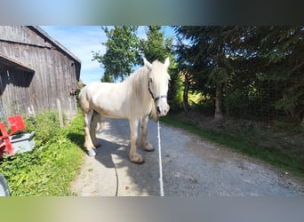 Shire Horse, Mare, 15 years, 17,1 hh, Grey
