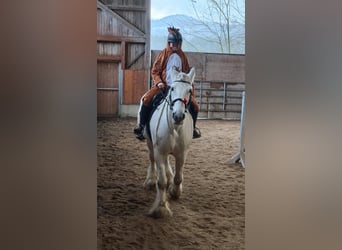 Shire Horse, Mare, 15 years, 17,1 hh, Grey