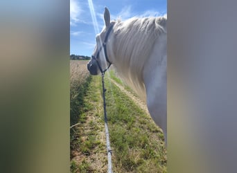 Shire Horse, Mare, 15 years, 17,1 hh, Grey