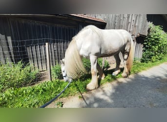 Shire Horse, Mare, 15 years, 17,1 hh, Grey